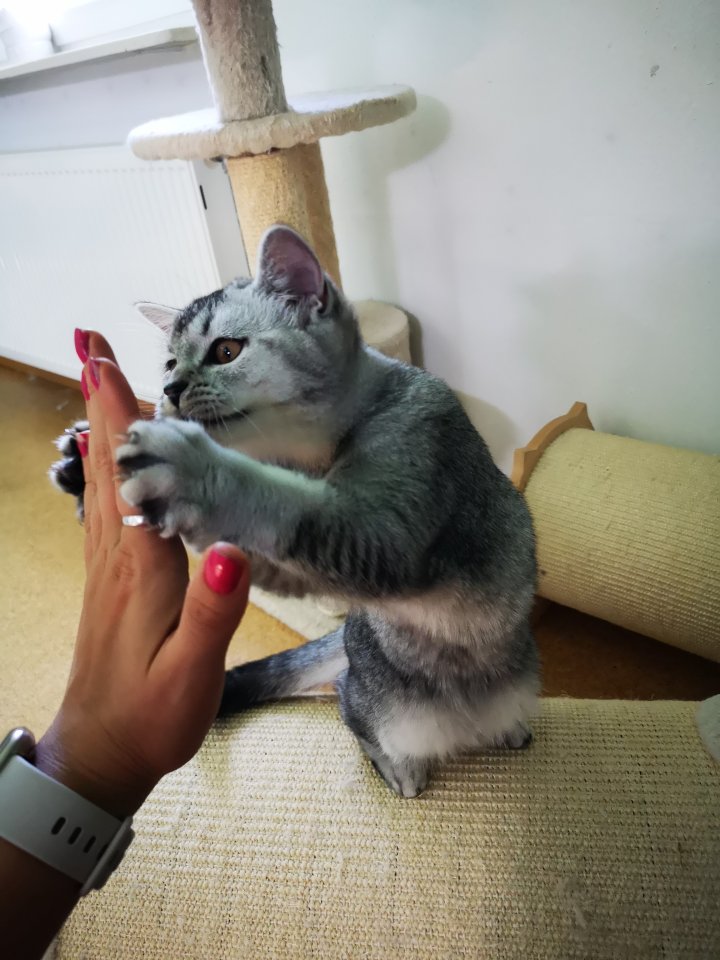 Reinrassige BKH Kitten suchen dich - Katzen - Steinheim am Albuch