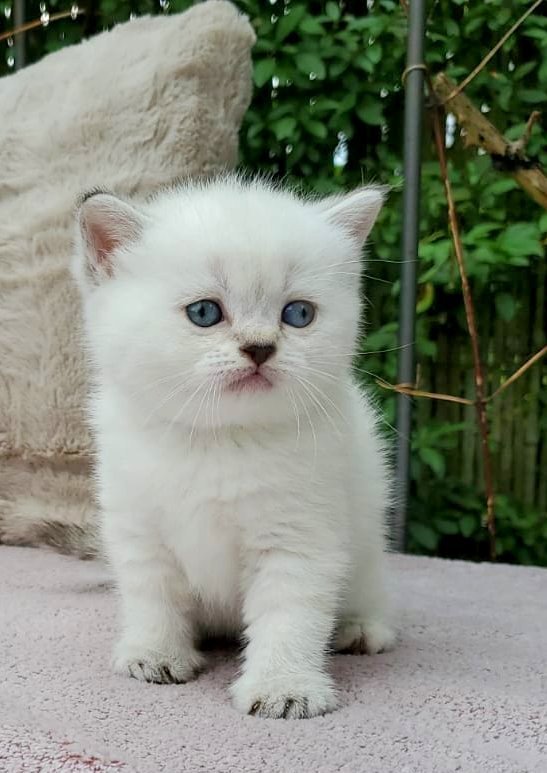 Britisch Kurzhaar (BKH) Kitten in chocolate und lilac (tabby) point - Katzen - Mühlacker-Dürrmenz