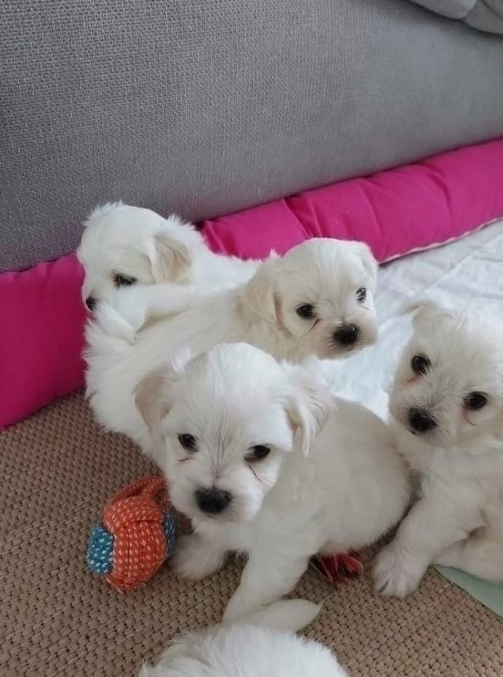 Süße Malteser Welpen - Hunde - Wien