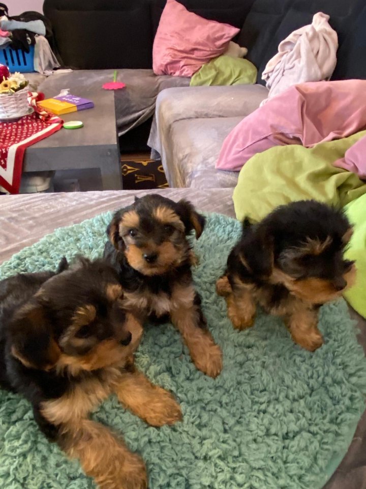 Yorkshire Terrier Welpen suchen ein liebevolles zu Hause - Hunde - Gröningen