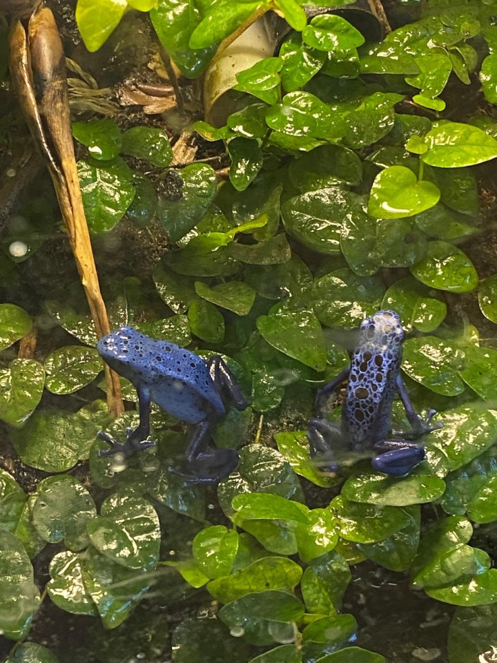 Dendrobates Azureus Pfeilgiftfrösche Blaue Baumsteiger - Amphibien - Karlsruhe