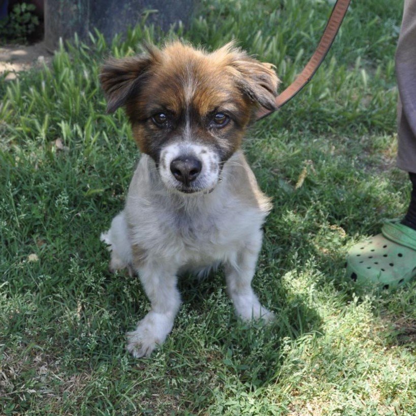 Oktavio / Status: sucht ein Zuhause - Hunde - Krefeld