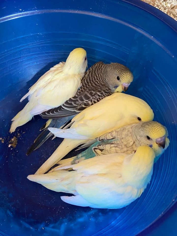 Nestjunge Wellensittiche - Voegel - Immendingen