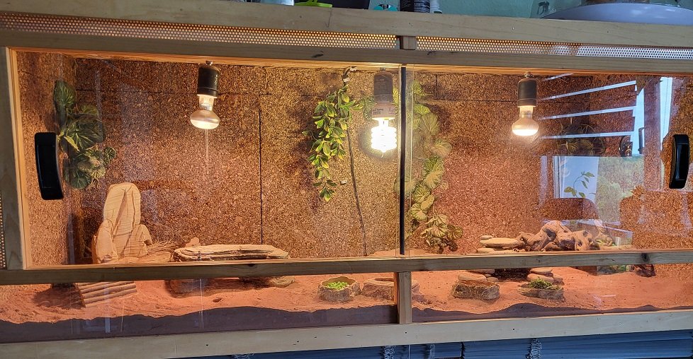 Zwergbartagamen (Adult) Pogona Henrylawsoni Pärchen mit Terrarium - Reptilien - Berlin