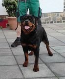 Rottweiler - Welpen mit ADRK Papieren - Hunde - Lödla