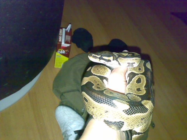 Schlangen zu Verkaufen - Reptilien - kÖLN