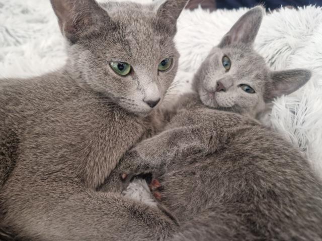 Russisch Blau Kitten mit Stammbaum  - Katzen - Neustadt an der Donau 