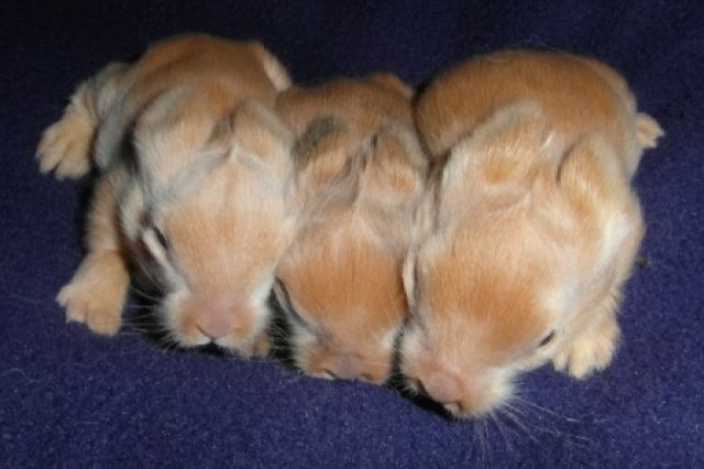 Kleine süsse Satin-Löwen Baby - Hasen Kaninchen - Seukendorf