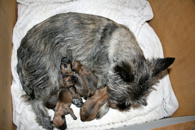 Cairn Terrier - Hunde - Marl