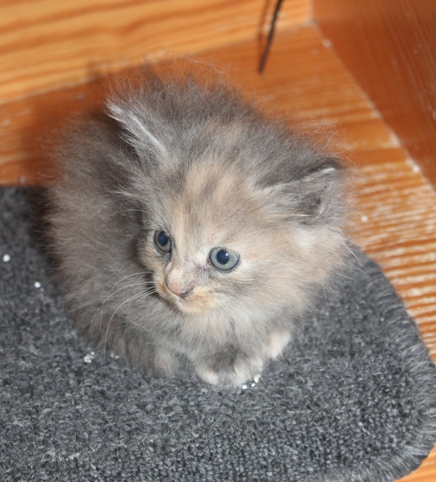 Maine Coon kitten  Mädchen und Kater - Katzen - schwern