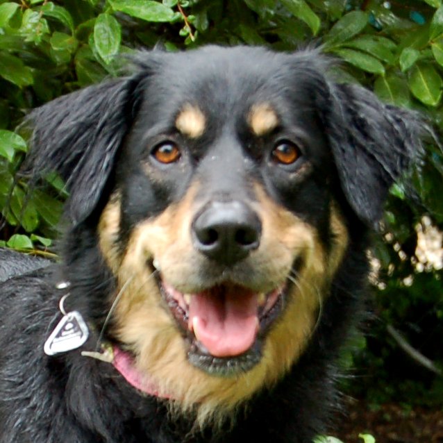LALU - weiblich  6 Jahre  57 cm  28 kg  Mix  Gechipt  Nicht kastriert - Hunde - Lauf an der Pegnitz