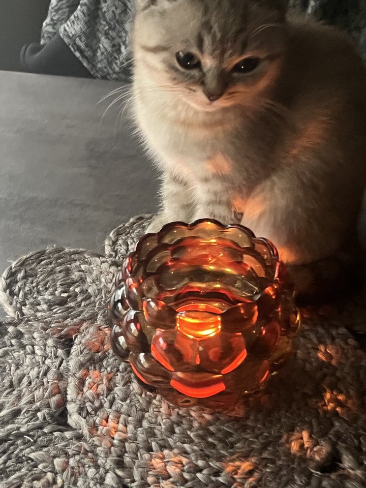 Reinrassige BKH Kitten - Katzen - Schiffweiler