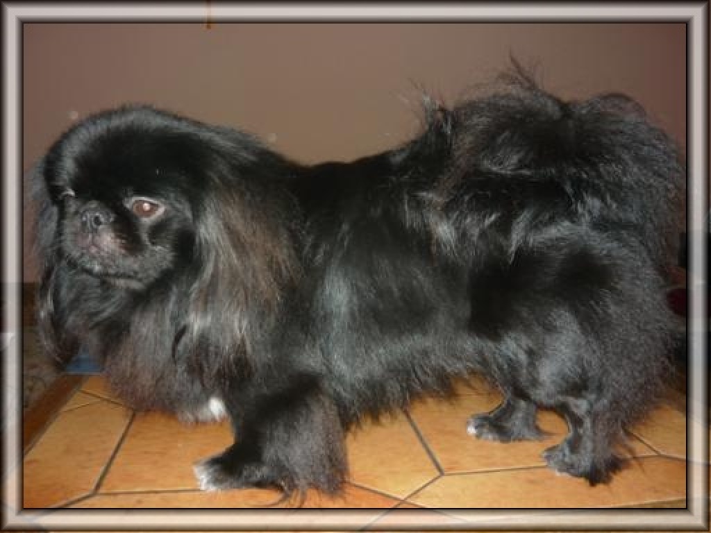Pekinese,pekingese ,deckrüde - Hunde - Barßel
