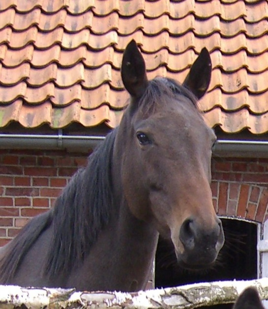 VOLLBLUT-ZUCHTSTUTE - Pferde - 39208