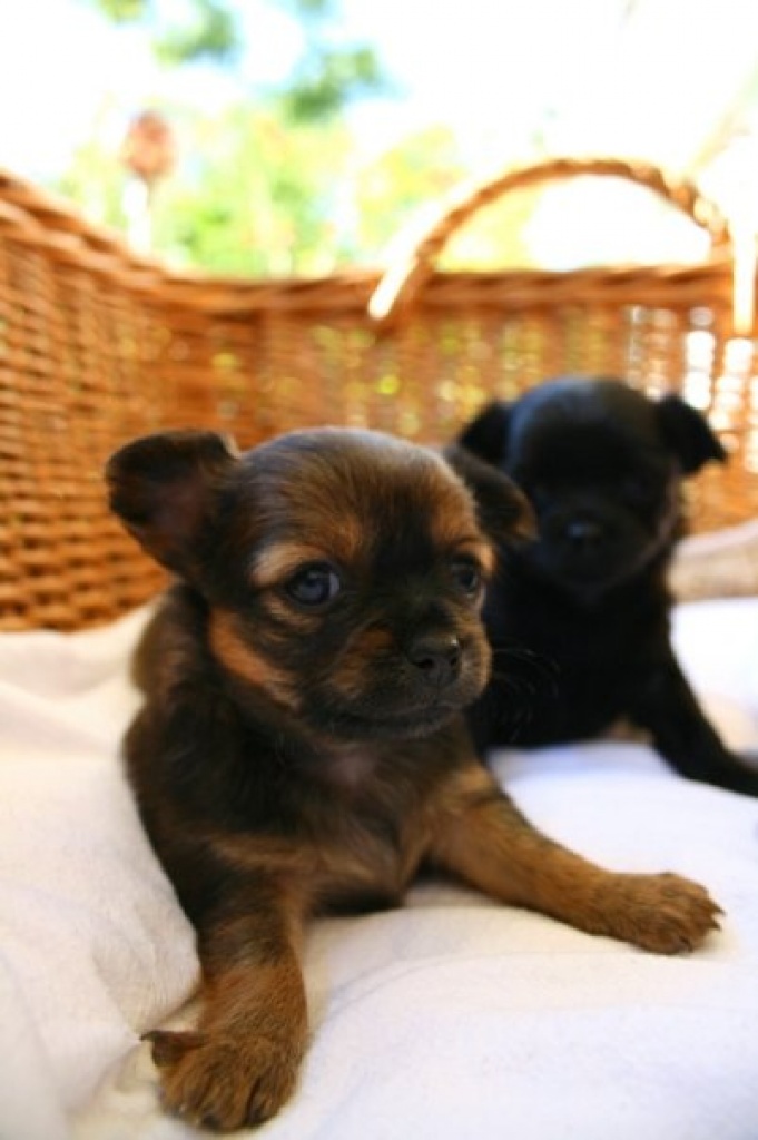 Typvolle Chihuahuawelpen abzugeben!! - Hunde - Gauting