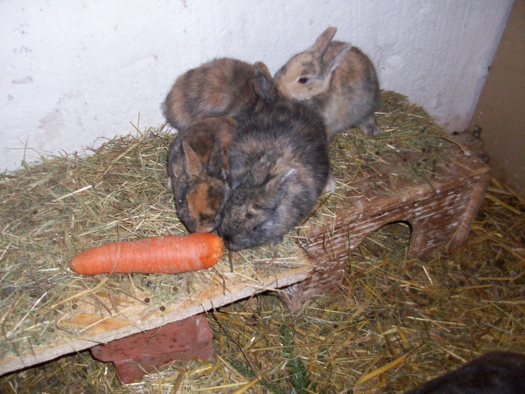 4 süße Zwergmixe suchen noch ein Zuhause! - Nagetiere - Rheine