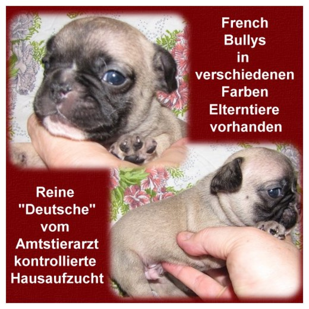 French Bulldoggen - Hunde - Ulrichstein