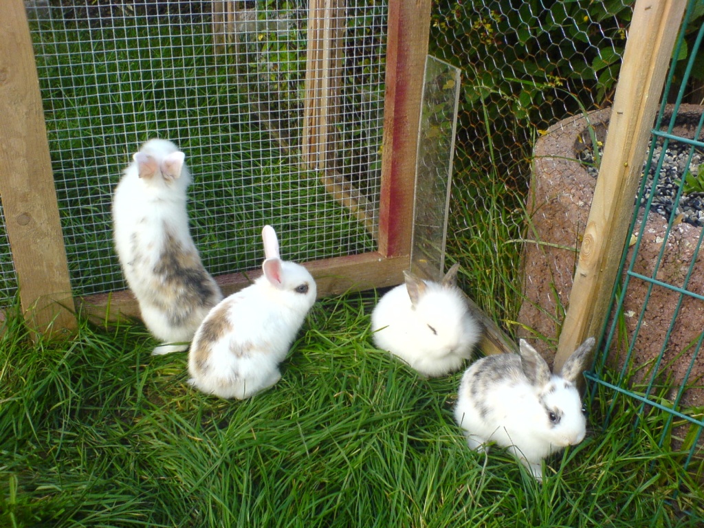 7 Wochen alte Löwenköpfchen abzugeben - Nagetiere - Ottobeuren