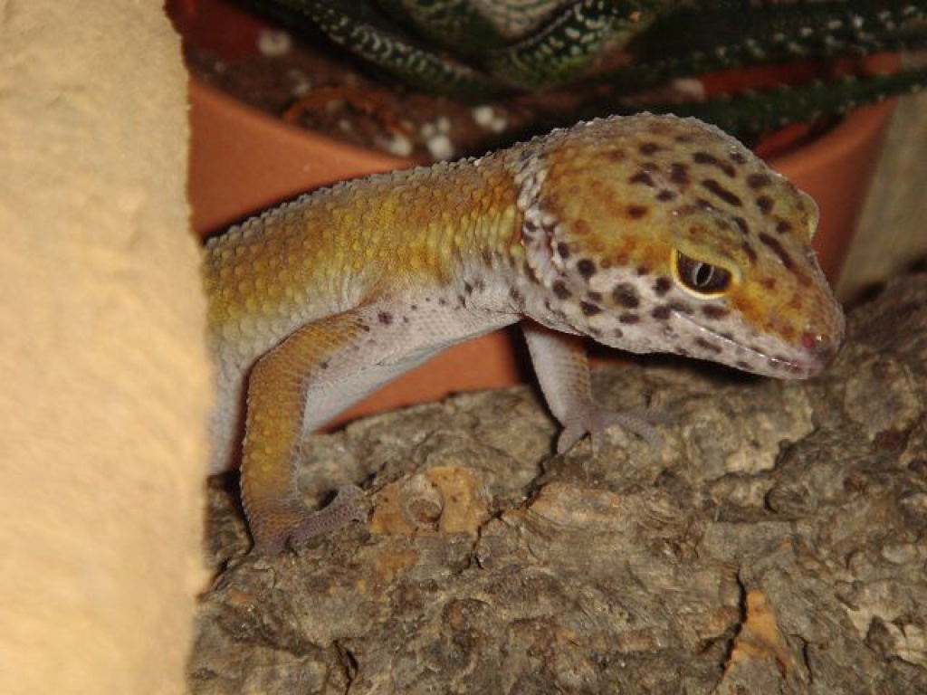 Leopardgeckos, gesund und zutraulich, abzugeben - Reptilien - Düsseldorf