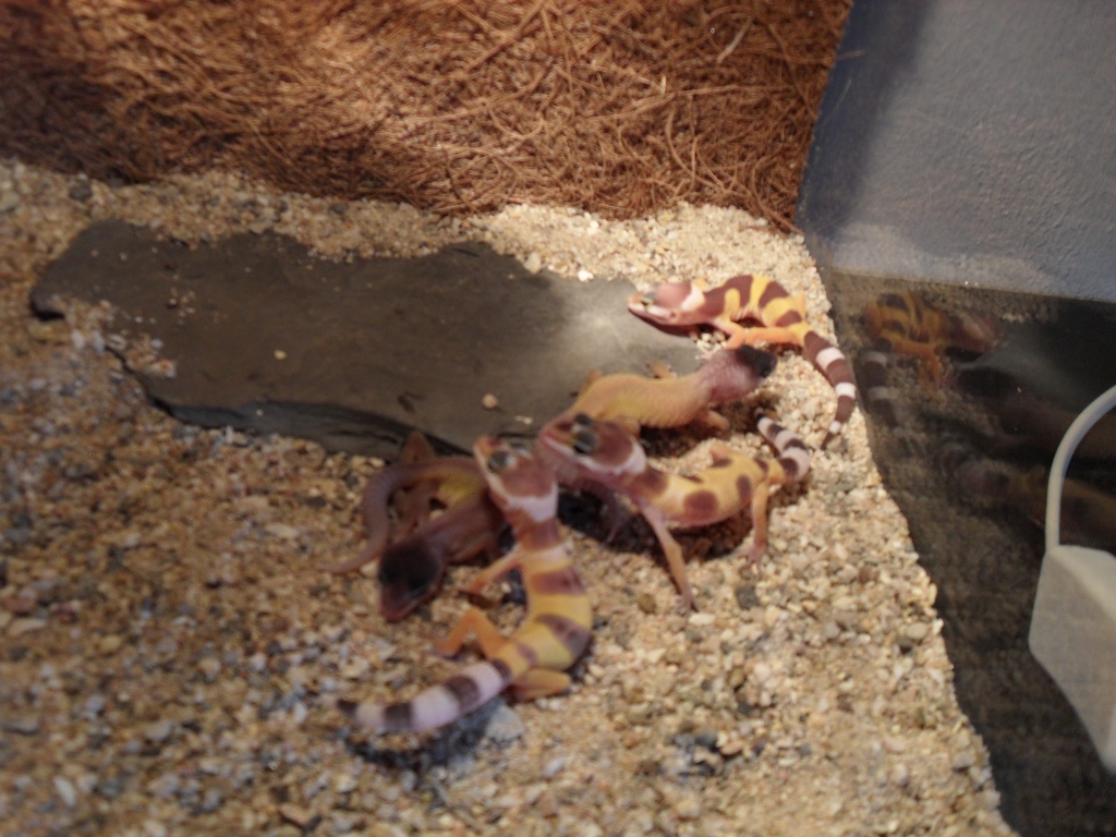 Biete Leopardgecko DNZ - Reptilien - Metzingen