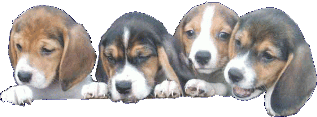 Süße Beagle Welpen abzugeben - Hunde - Schochwitz