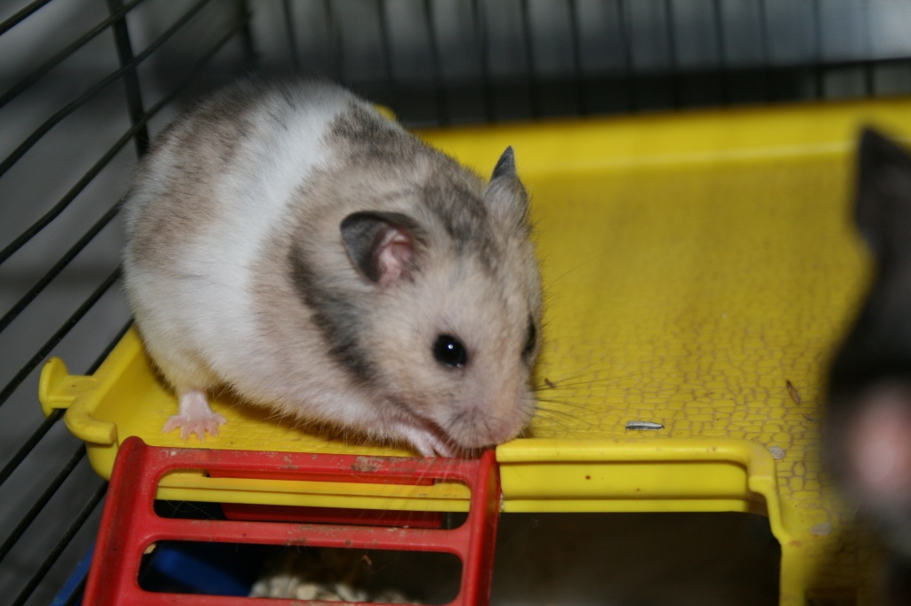 Süße Teddy- und Goldhamster in liebevolle Hände abzugeben - Nagetiere - Dudeldorf