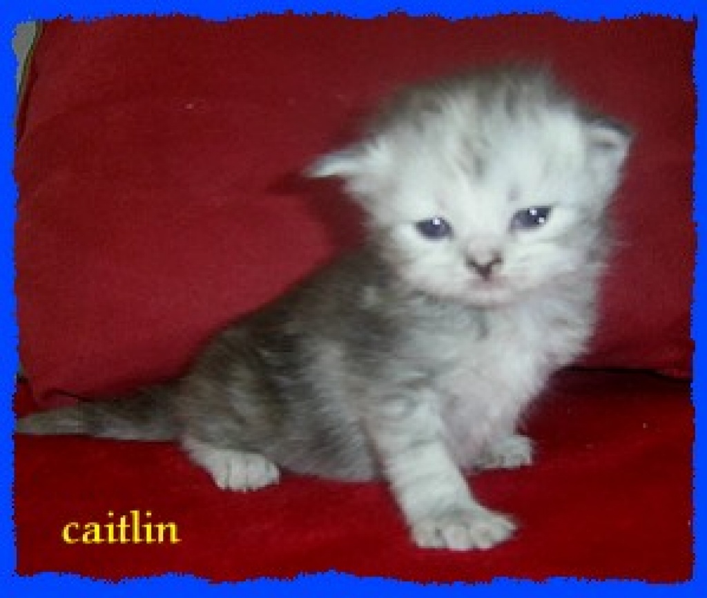 Zuckersüsse perserbabys mit näschen suchen,dich!!! - Katzen - Plauen