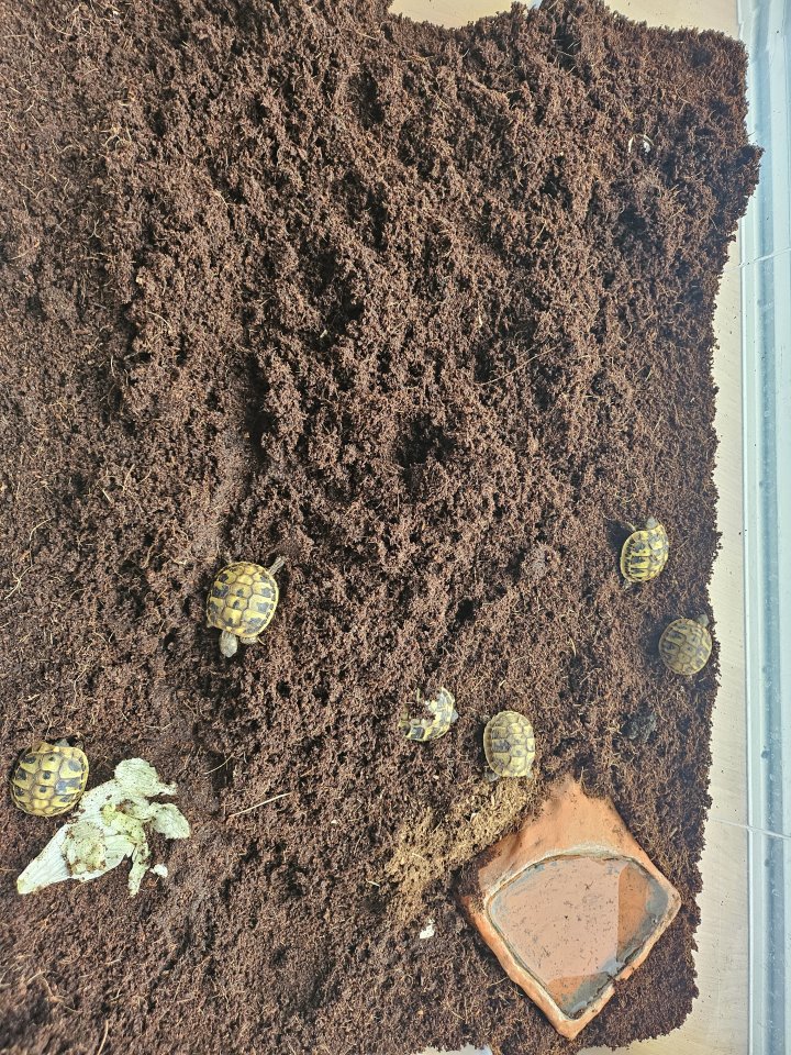 Griechische Landschildkröten (Babys 2025) - Reptilien - Augsburg