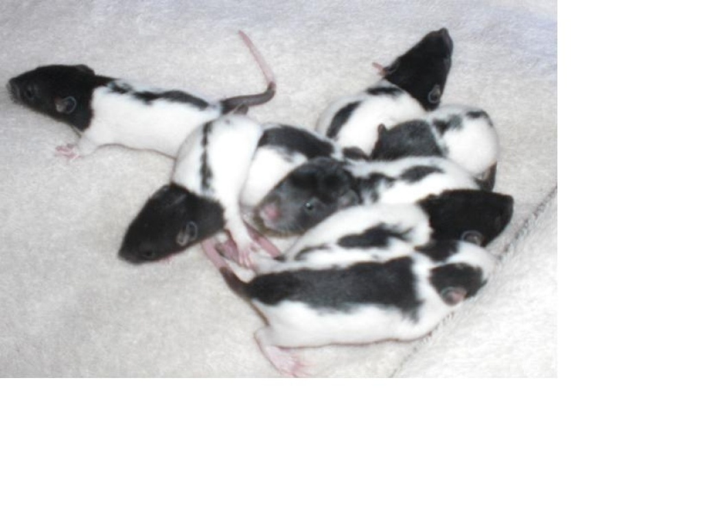 Superzahme Rattenbabys abzugeben - Nagetiere - Bremen