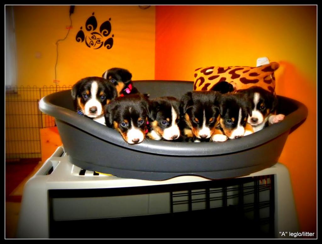 Entlebucher sennenhund welpen-FCI pedigree (PRA-A x PRA-A) - Hunde - Kranj, Slovenia