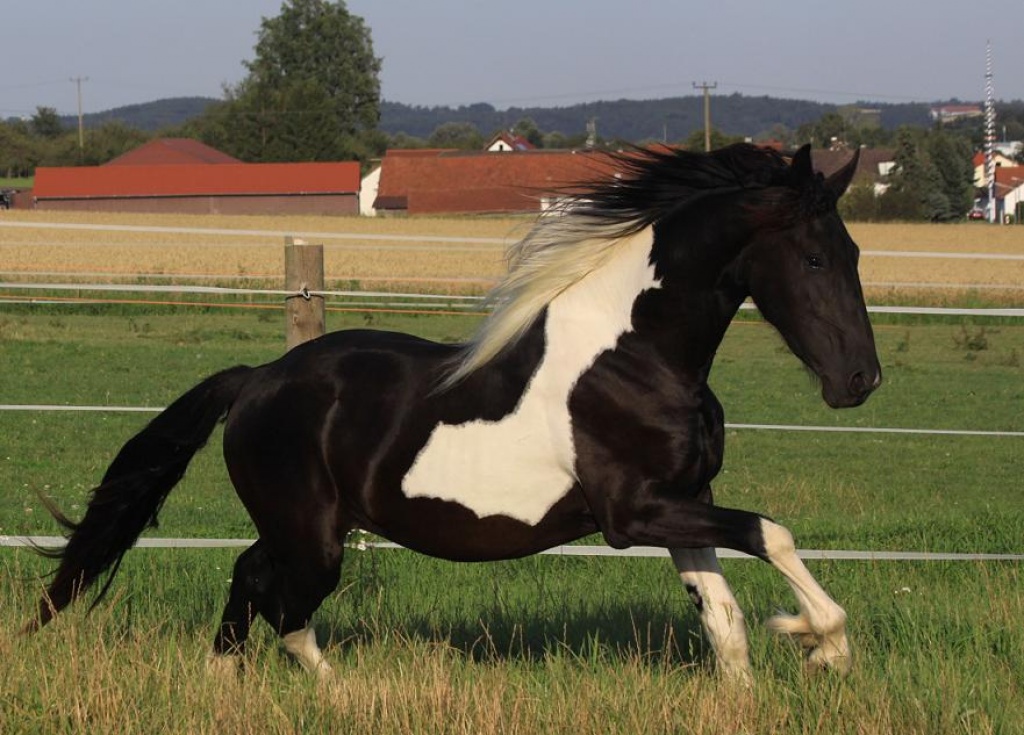 Barockpinto Deckhengst Lohse´s Nicon startet 2021 seine 1. Decksaison - Pferde - Hohenkammer