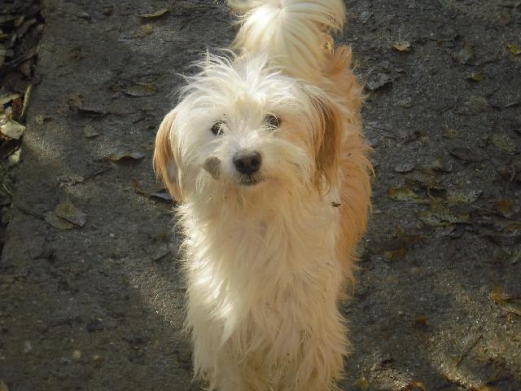 Dringend Flugpate von Jerez oder einen nahe gelegenen Flughafen(Spanien) für kle - Flugpaten - Westküste S-H