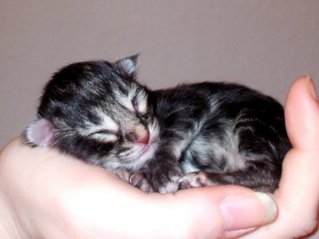 Norwegische Waldkatzen Kitten in smoke und silber zu vergeben - Katzen - Münster