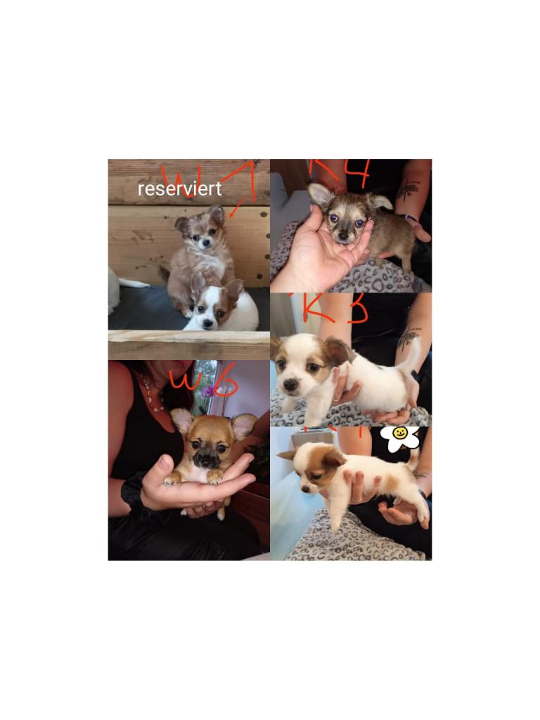 Chihuahua Welpen abzugeben - Hunde - Ruhla