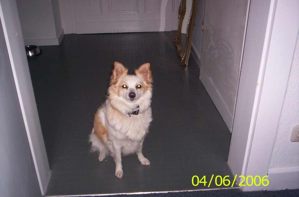 Hundesitter! - Hunde - Lobberich