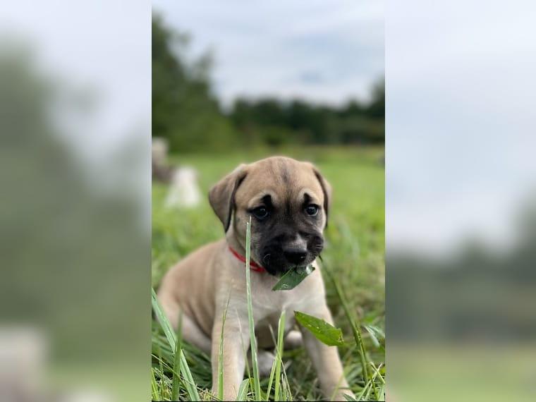 Amerikanische Bulldogge X Golden Retriever Mix welpen - Hunde - Potsdam