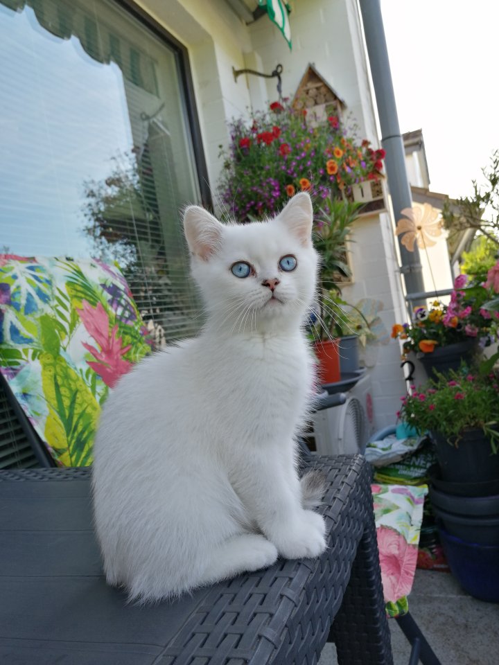 Bildhübscher junger reinrassiger BKH Kater 5 Monate alt - Katzen - Ratingen