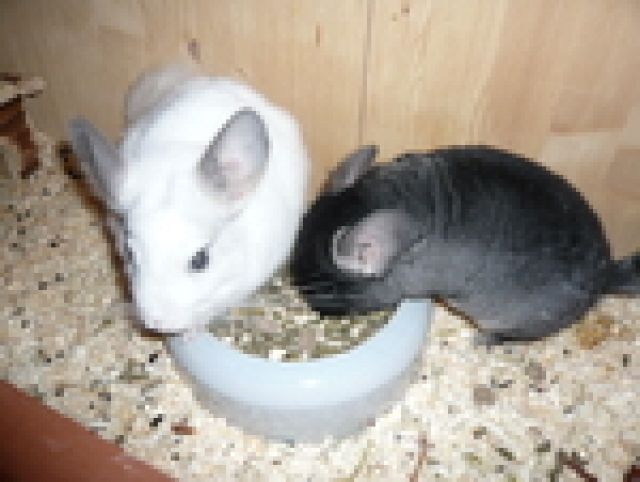 NOTFALL: Chinchilla abzugeben ! - Haustiere - Kaarst