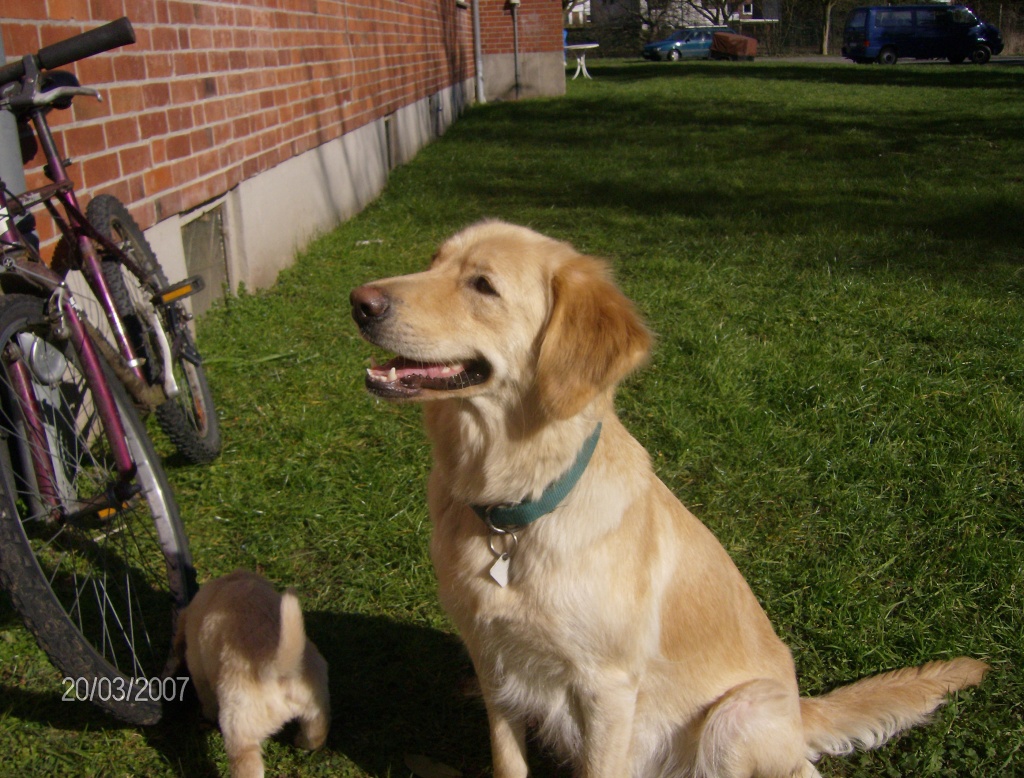 Wunderschöne goldenretriever-labrador hündin - Hunde - Pohnsdorf