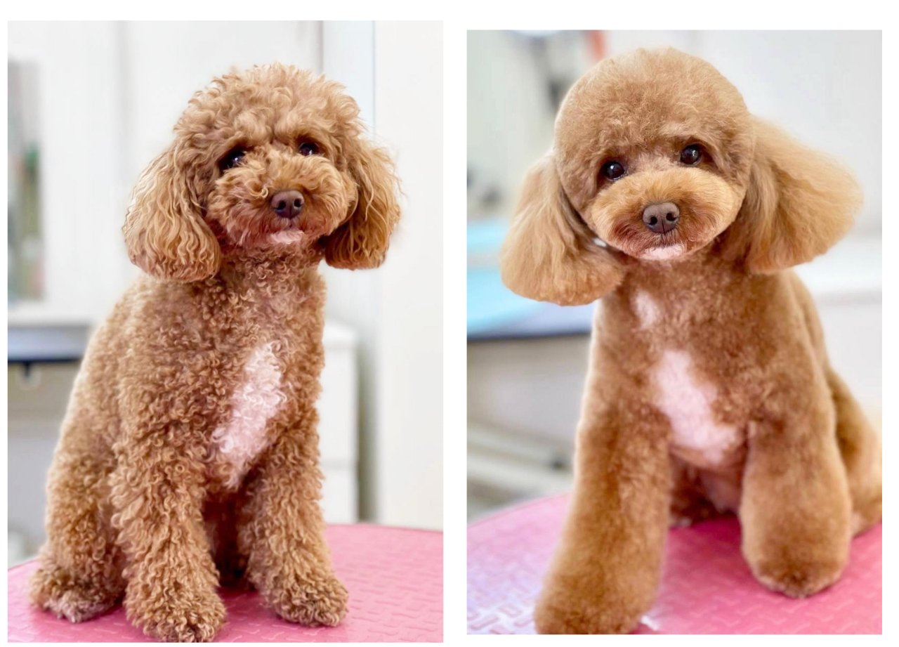Hundefriseur, Groomer - Pflegestellen - Au am Rhein