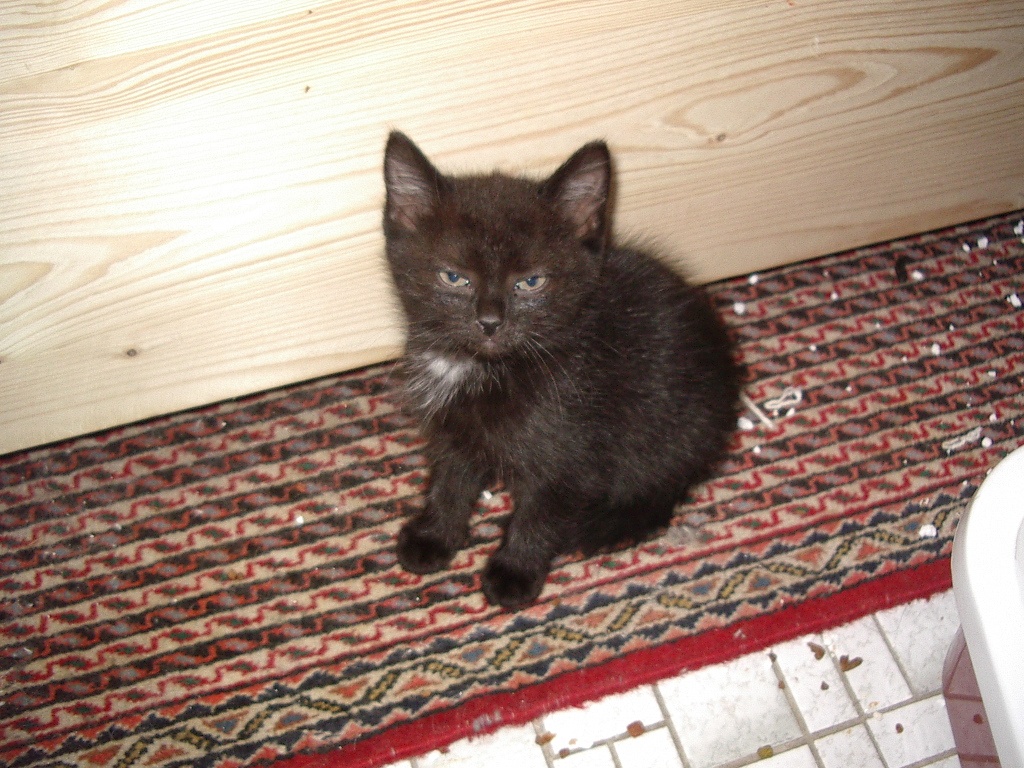 Wunderschöne Maine Coon abzugeben 14 wochen alt - Tierboersen - Breslauerstr.