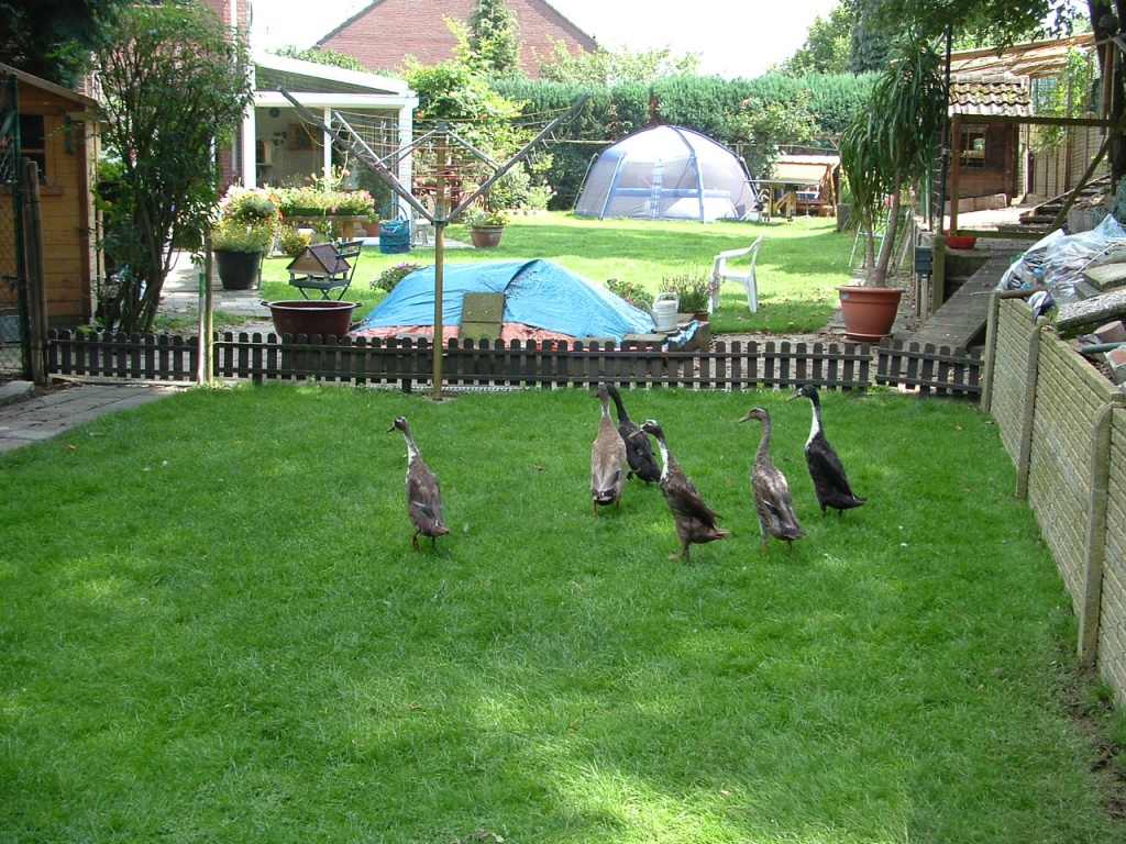 Laufenten aus naturbrut - Nutztiere - Aachen