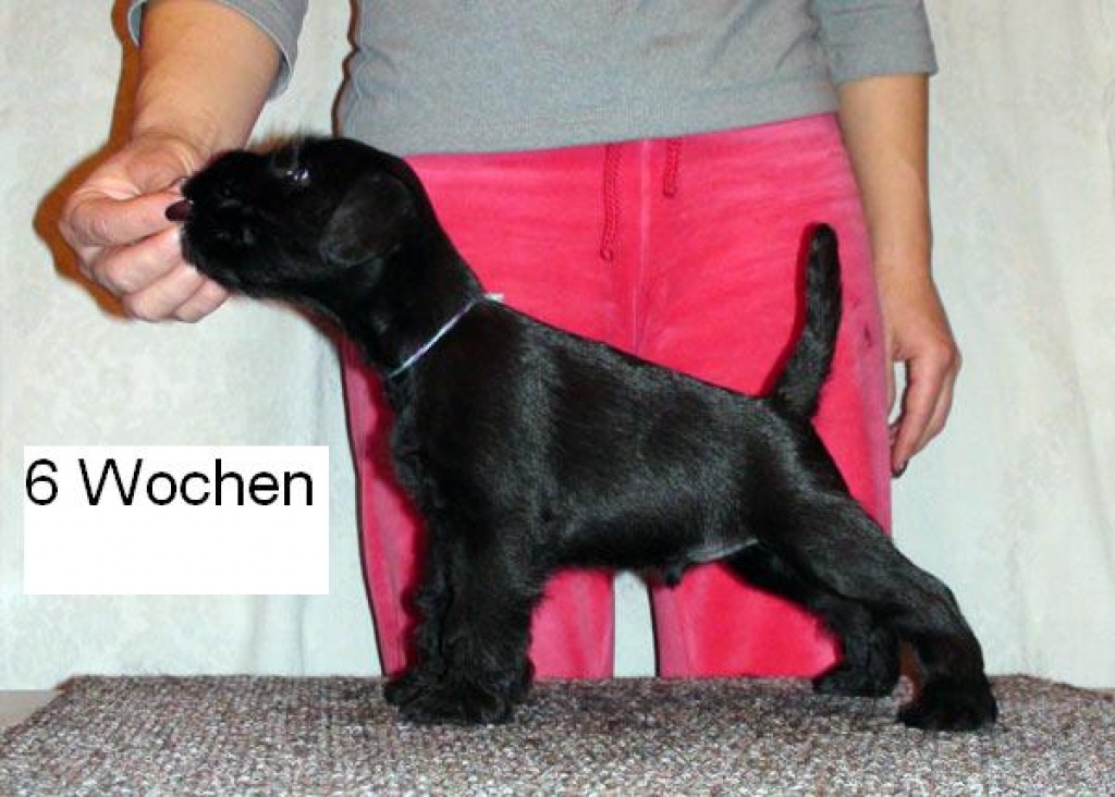 Elite Zwergschnauzer Welpen aus Minsk - Tierboersen - Minsk, Belarus