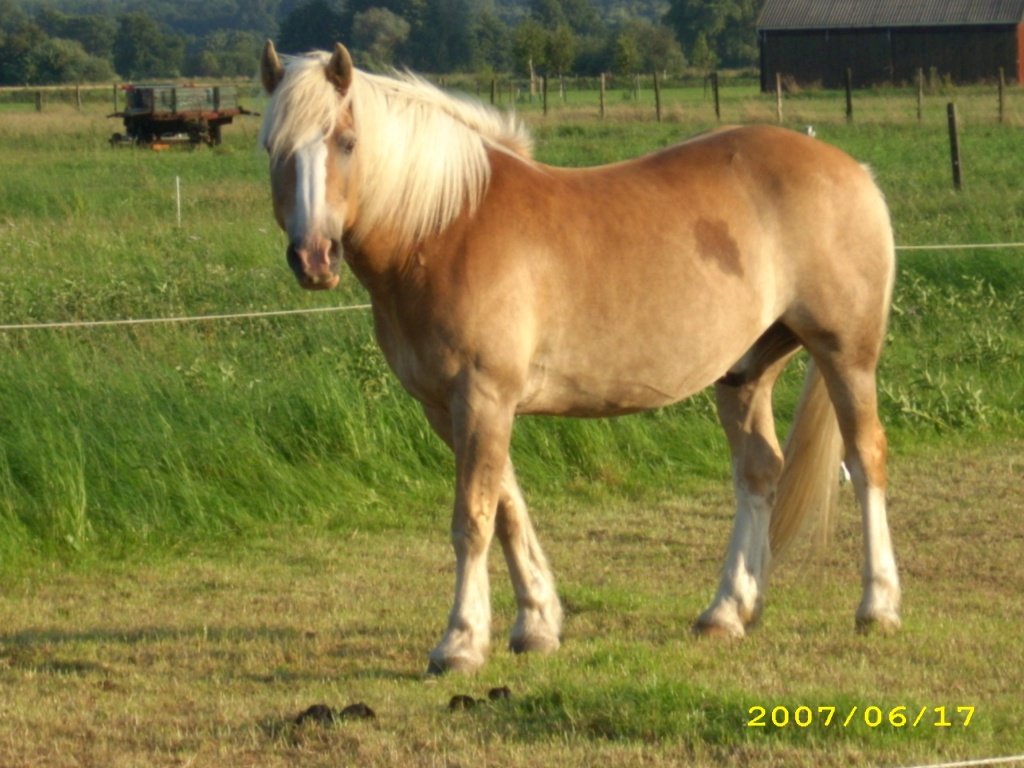 Biete Reitbeteiligung Haflinger und D. Reitpony - Pferde - Wunstorf