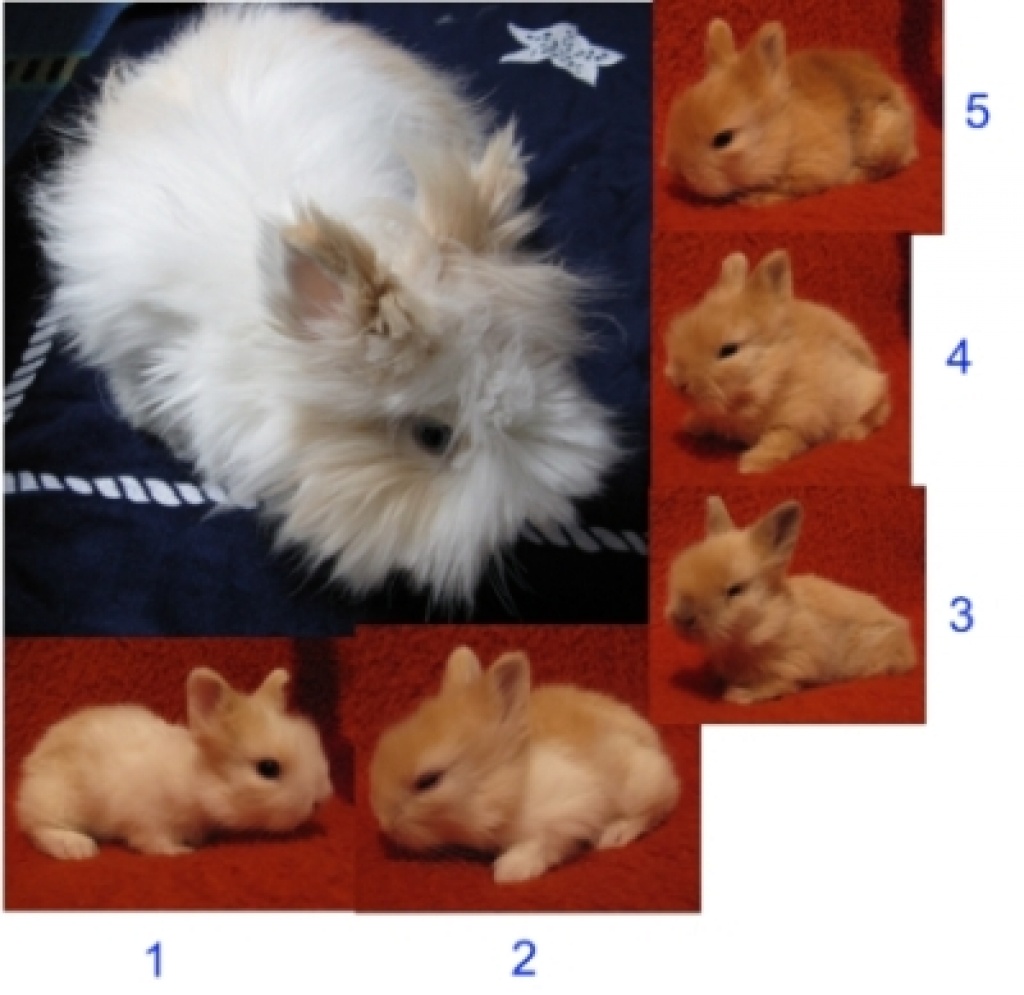 TEDDYZWERGE Zwergkaninchen suchen neues Zuhause - Nagetiere - Herten