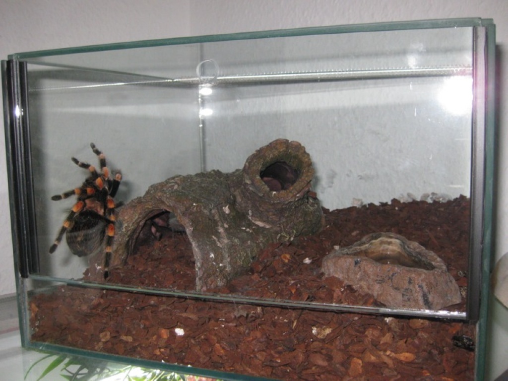 Brachypelma smithi in gute Hände abzugeben!!!! - Insekten - Frankfurt am Main