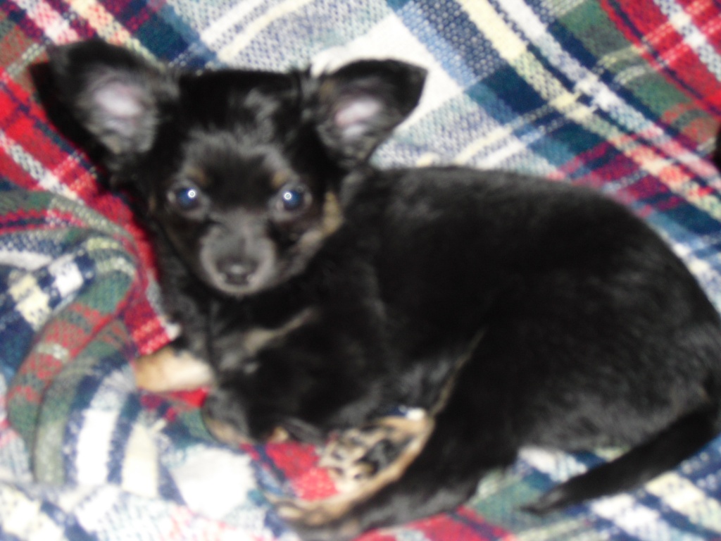 Chihuahuawelpen langhaar - Hunde - Ziesar