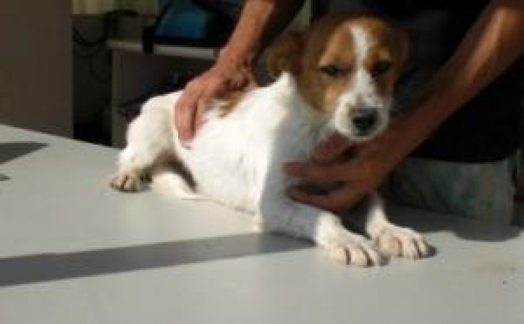 Calvin sucht liebevolles zu Hause ! - Hunde - Frankfurt am Main