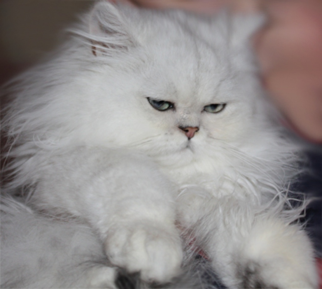 Deckkater Chinchilla Silver-Shadet - Katzen - Trossingen