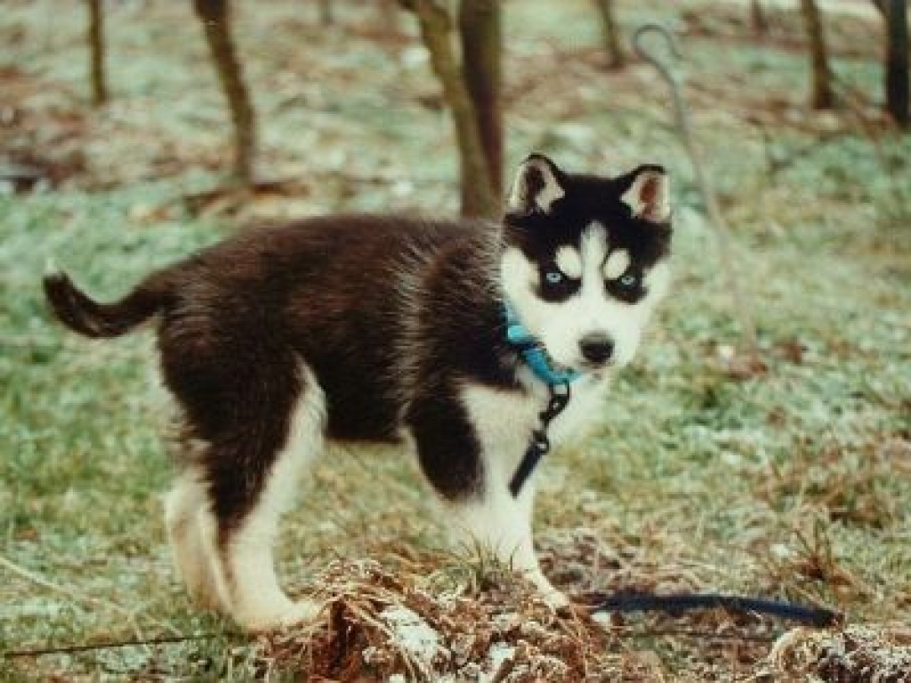 SUCHE HUSKY WELPE - Hunde - Berlin